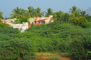 Domki i palmy